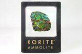 Iridescent Ammolite (Fossil Ammonite Shell) - Greens & Purples #336267-1